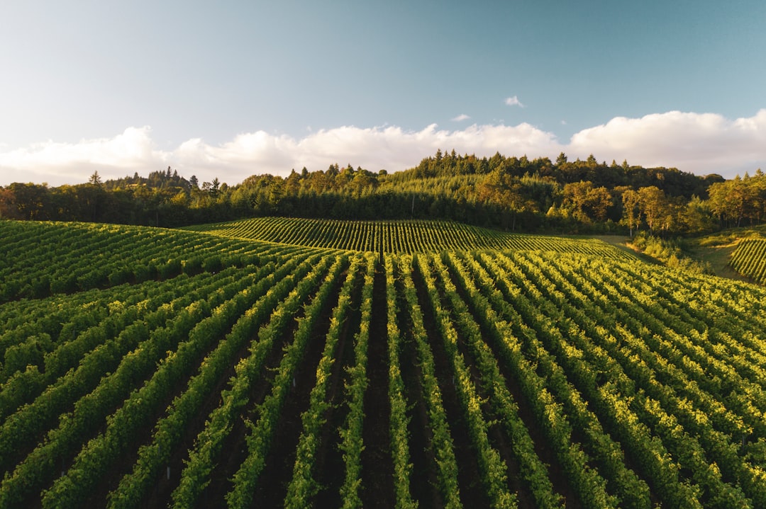 Photo Wine grapes